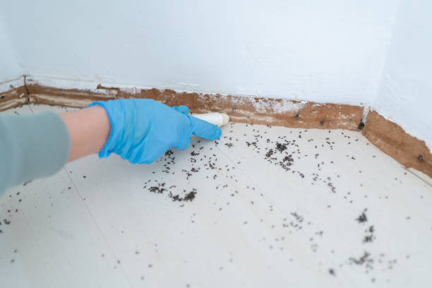 Best Affordable Pest Control Services  in USA